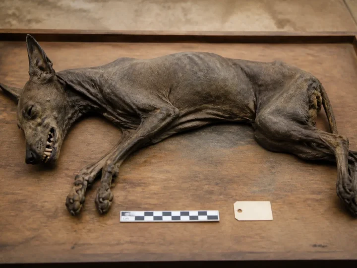 Un câine fără păr de cel puțin 1.200 de ani, identificat la Castillo de Huarmey