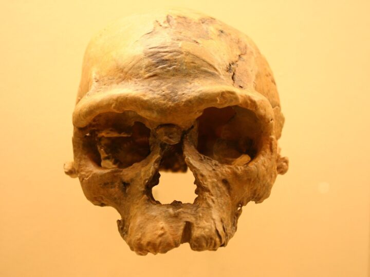 Fosilele din Maroc, vechi de aproximativ 315.000 de ani, au primit un chip digital cu trăsături apropiate de ale noastre