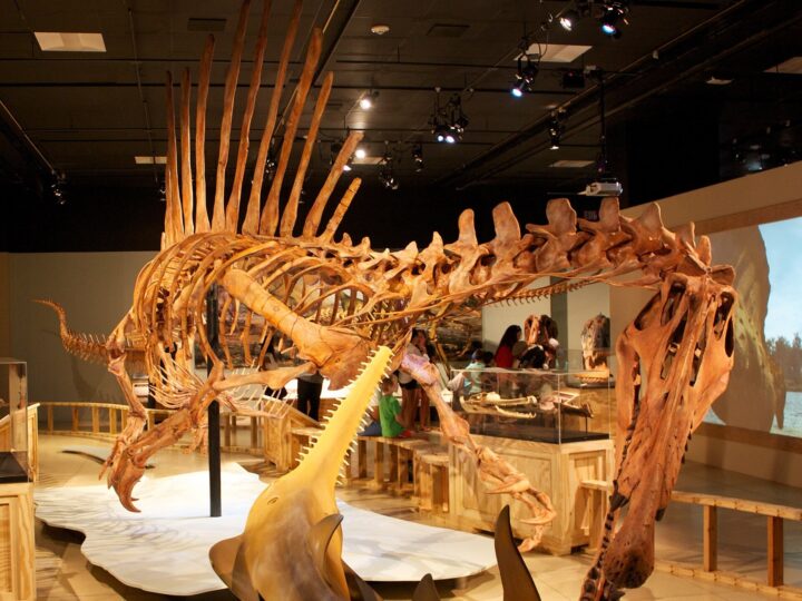 Spinosaurus ar fi trăit mai ales sub apă, arată o analiză a proporțiilor scheletului