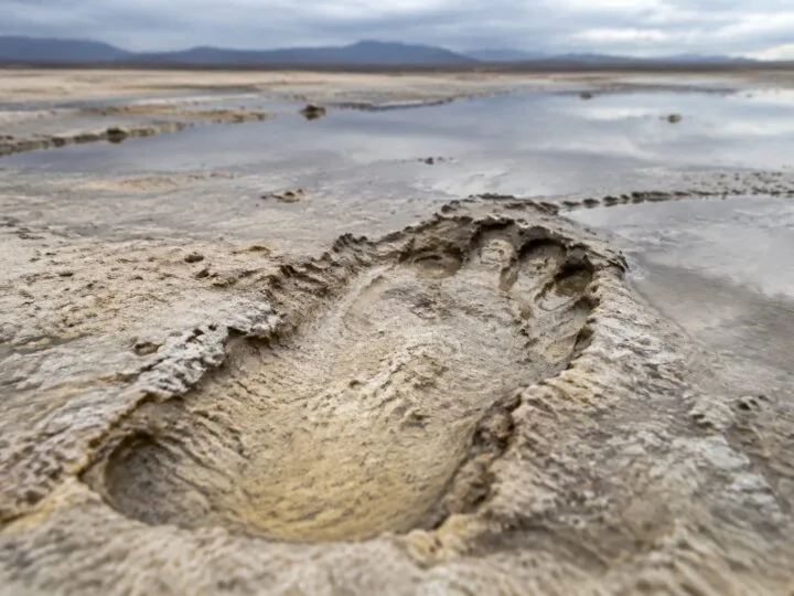 Un studiu explică de ce urmele fosile de la White Sands nu arată câți oameni trăiau acolo
