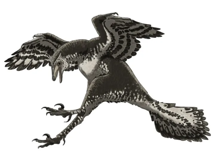 Yuezhuornis yangyuanensis avea proporții de fazan și gheare cu care putea fixa prada